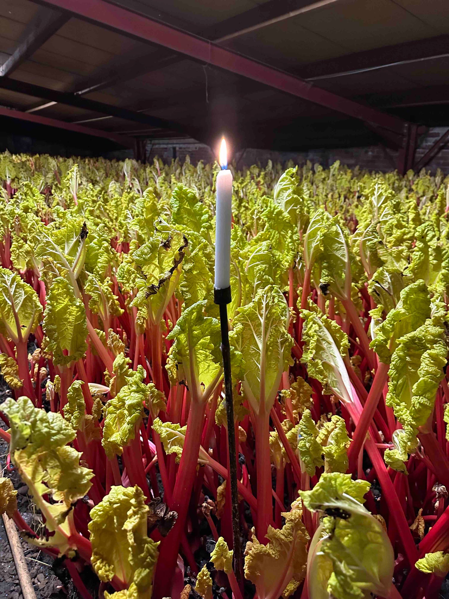 Limited Edition Harbinger Rhubarb Preserve