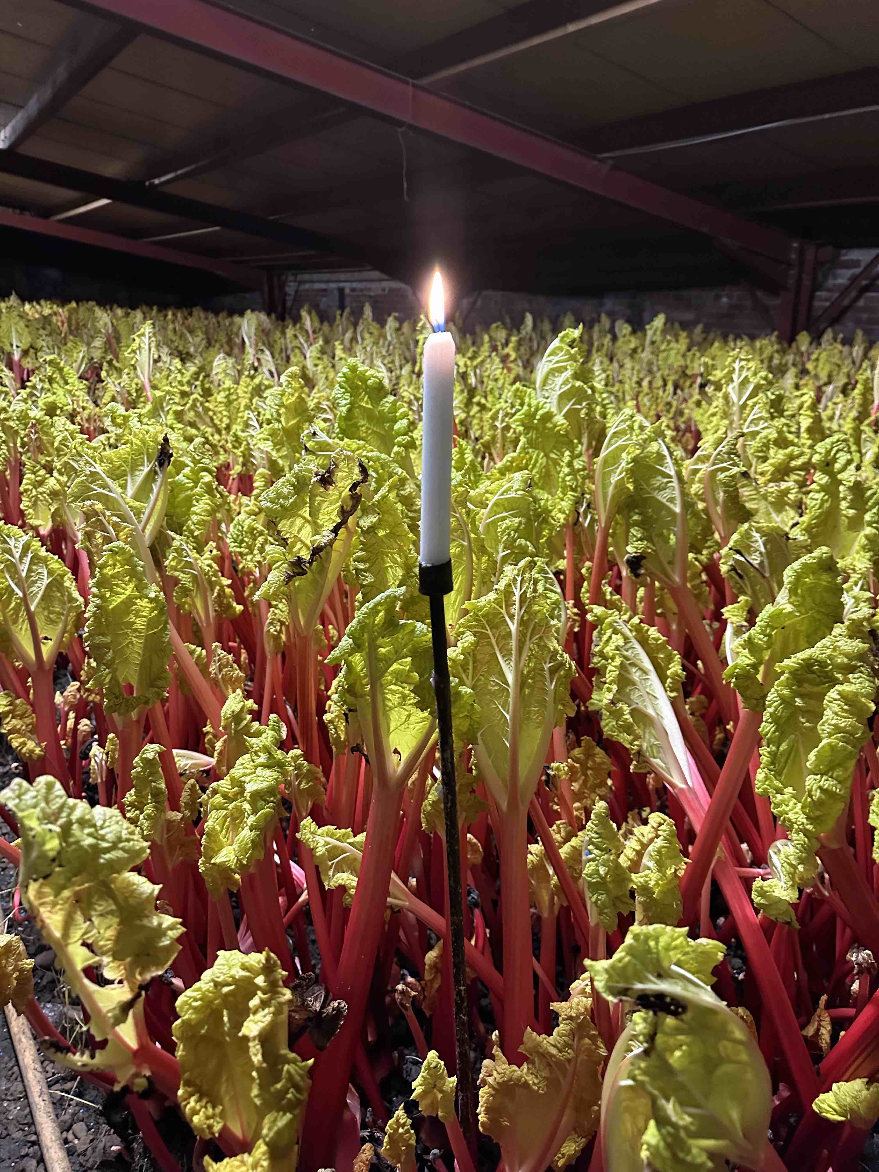 Limited Edition Harbinger Rhubarb Preserve