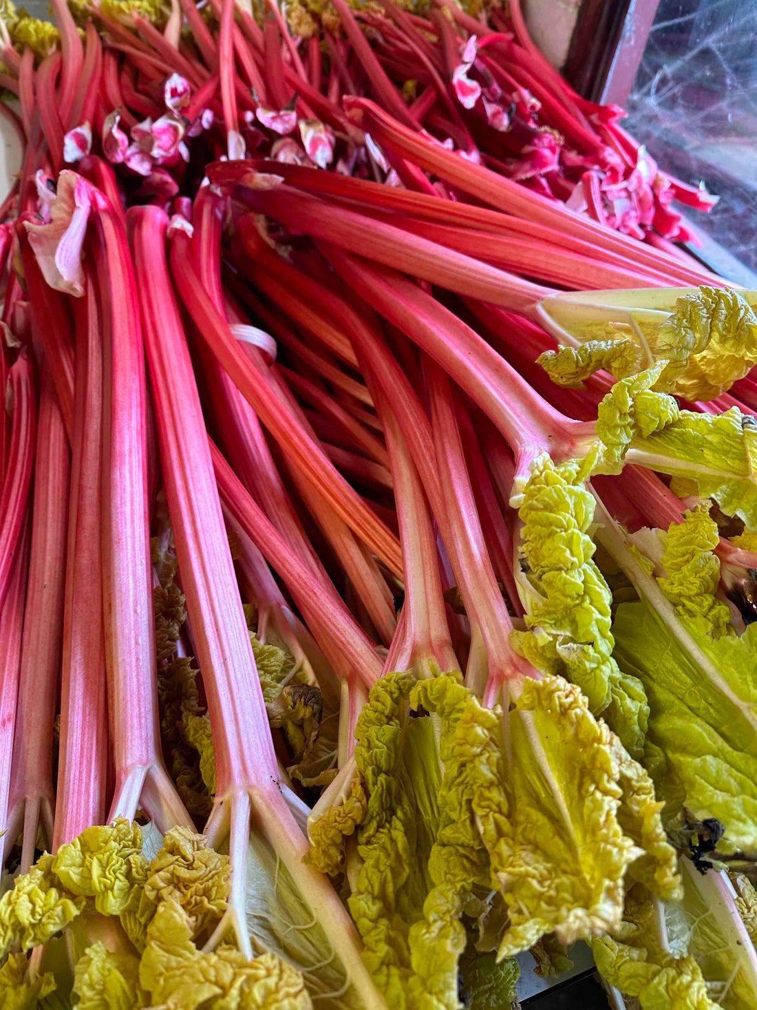 Limited Edition Harbinger Rhubarb Preserve
