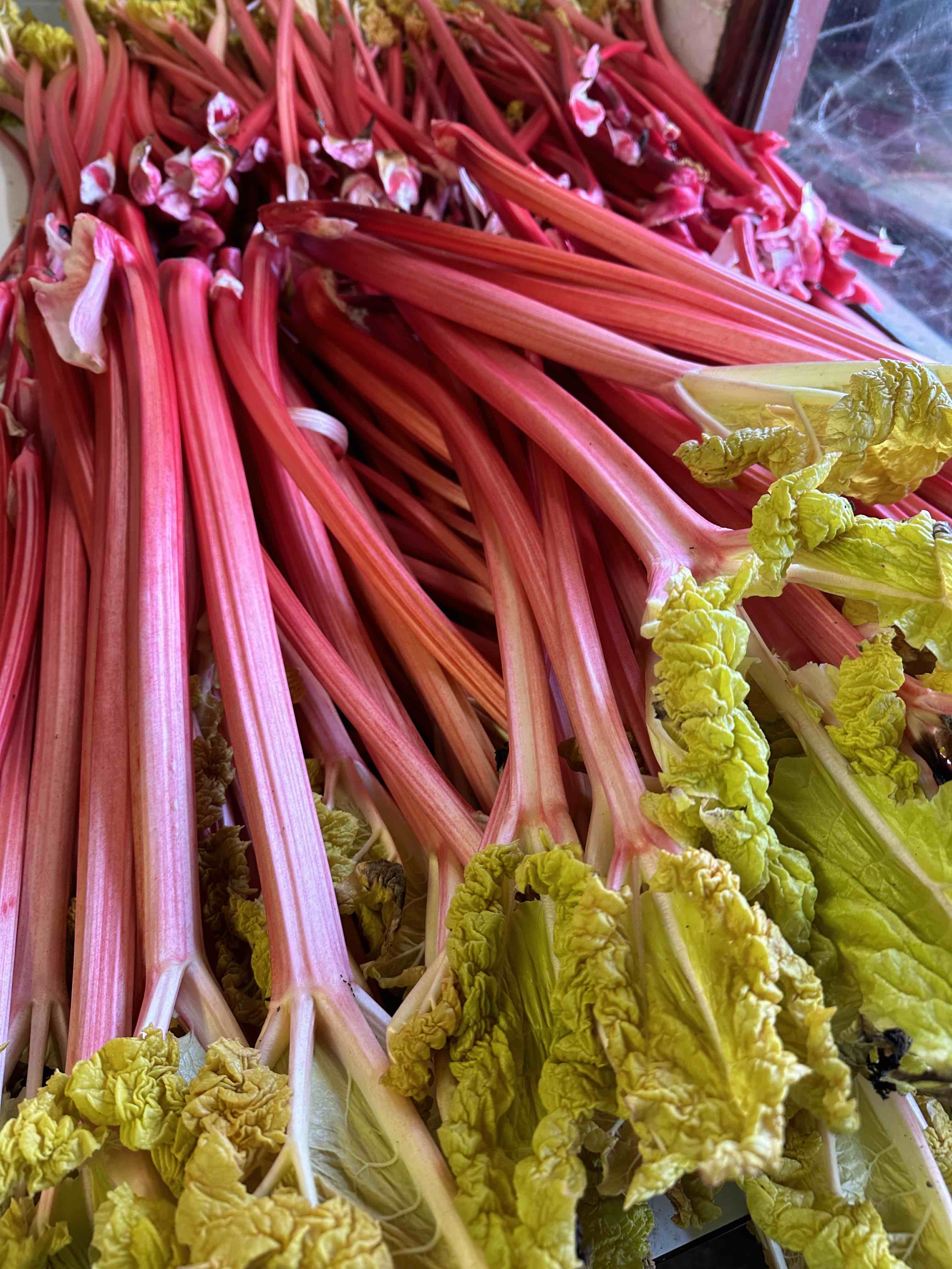 Limited Edition Harbinger Rhubarb Preserve