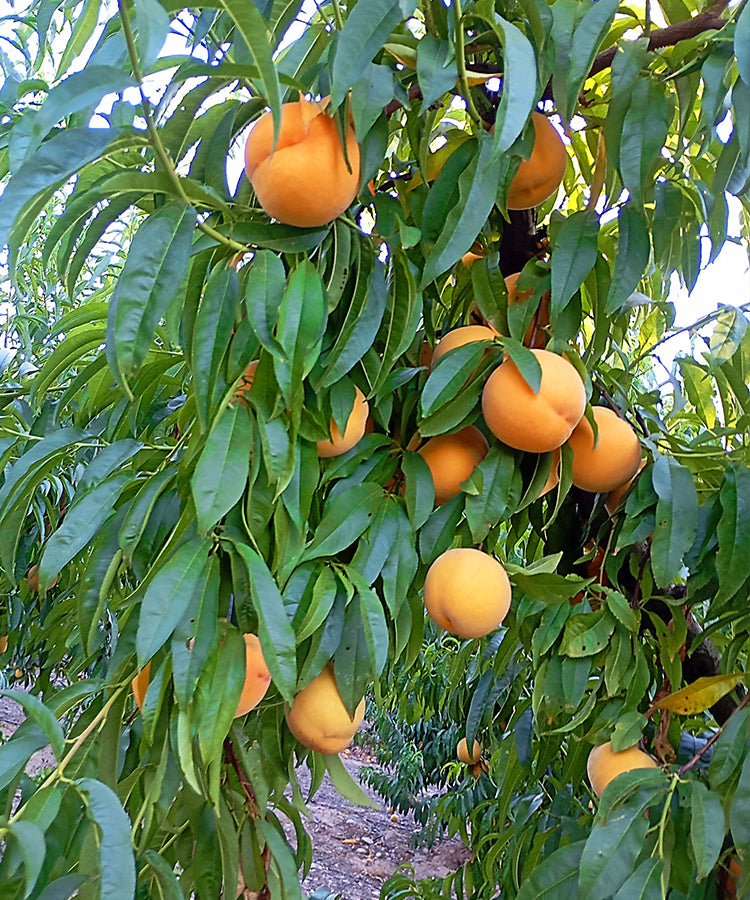 Limited Edition Amarillo Peach Preserve