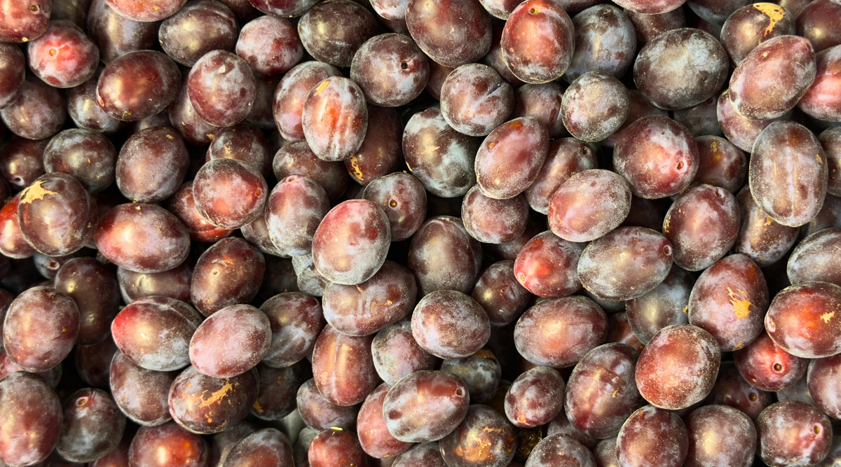 The Blaisdon Red: A rare Gloucestershire plum & a very small batch of preserve