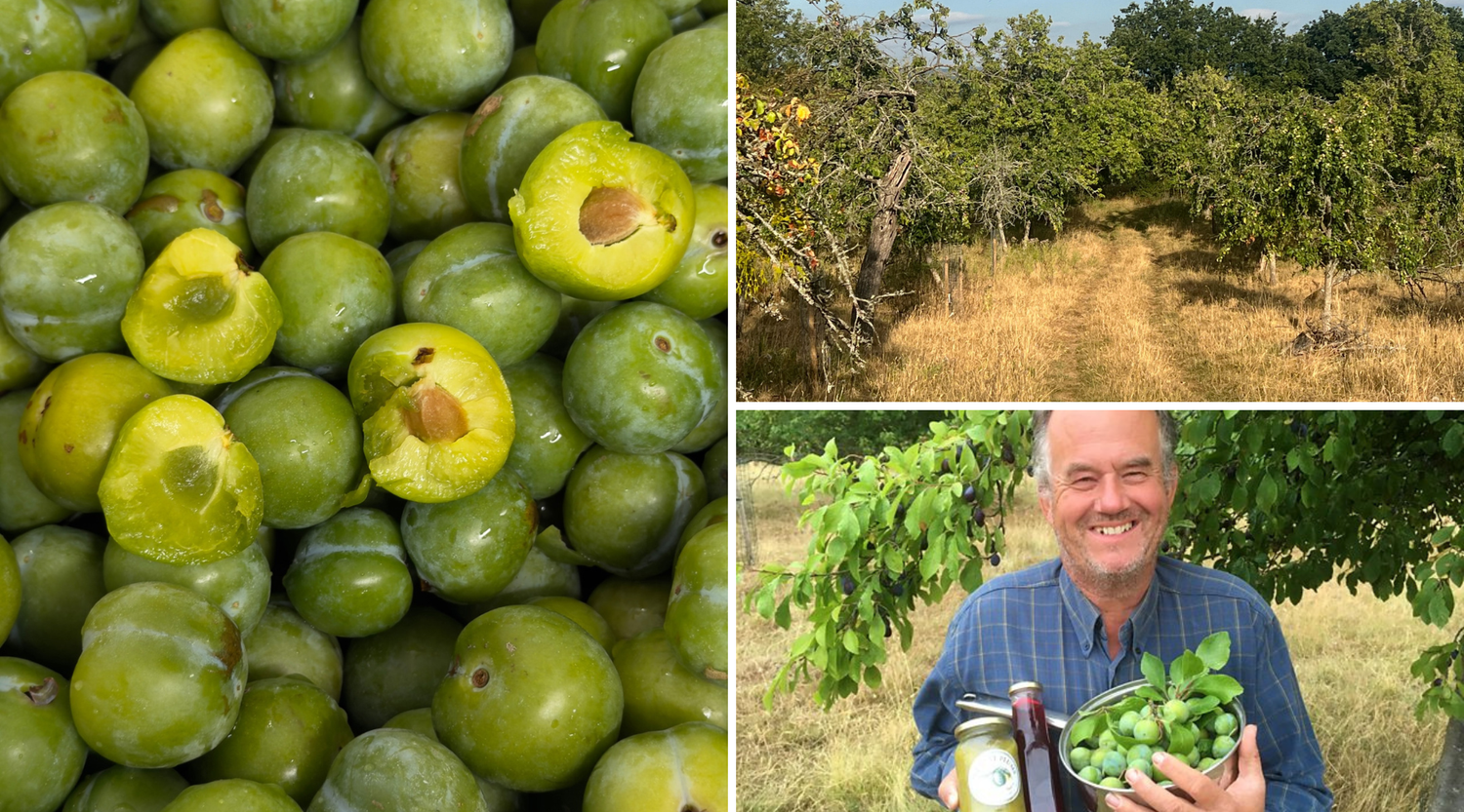 The Greengage: A Rare Plum, A Rarer Farmer, And Our Smallest Batch Yet