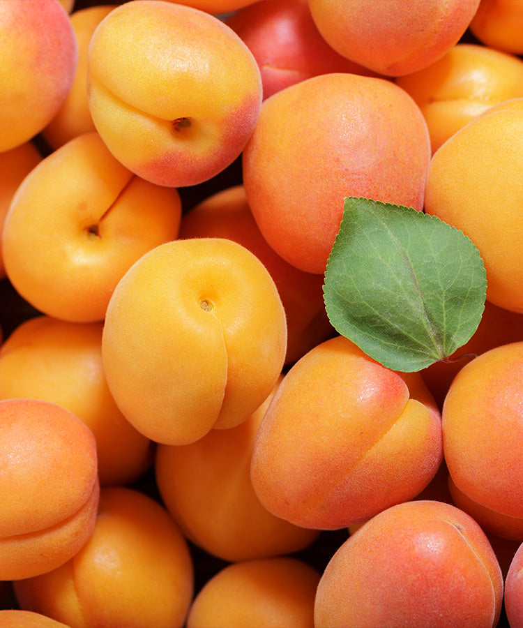 Giant Bergeron Apricot Preserve - 1.2kg