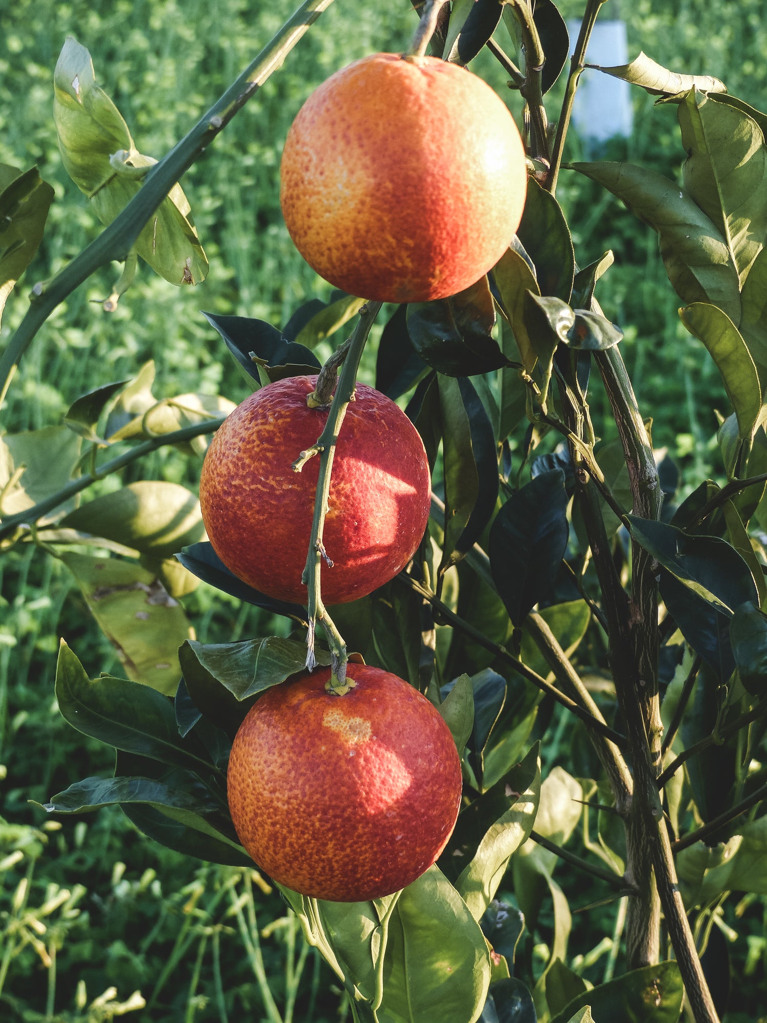 Limited Edition Etna Fire Blood Orange Marmalade