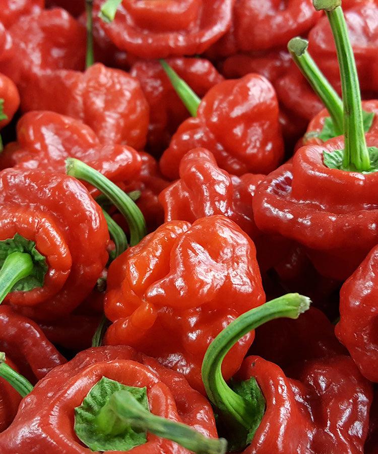 Limited Edition Scotch Bonnet Chilli Jam- Super Duper Hot – Single
