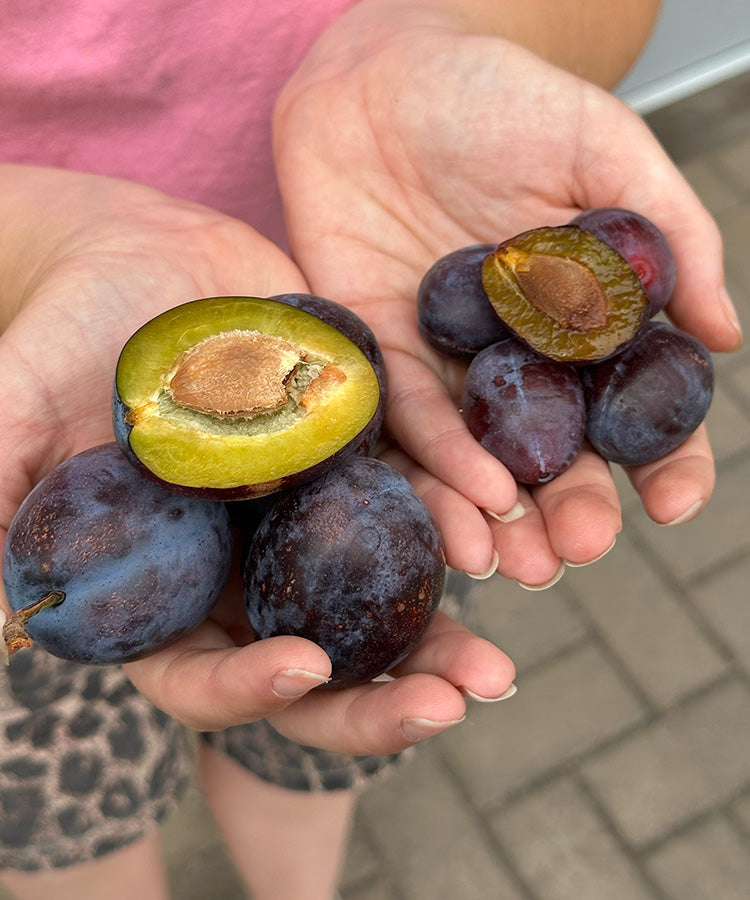 Limited Edition Blaisdon Red Plum Preserve