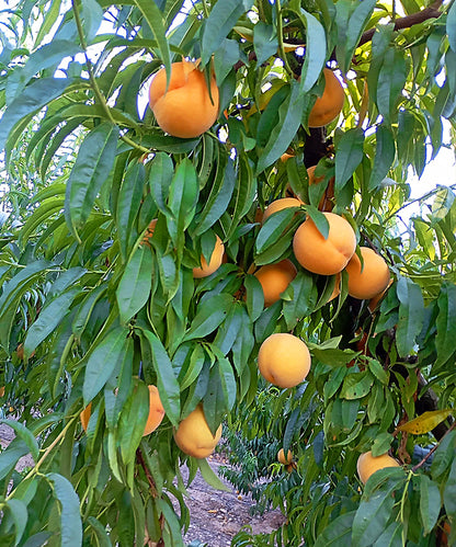 Limited Edition Amarillo Peach Preserve