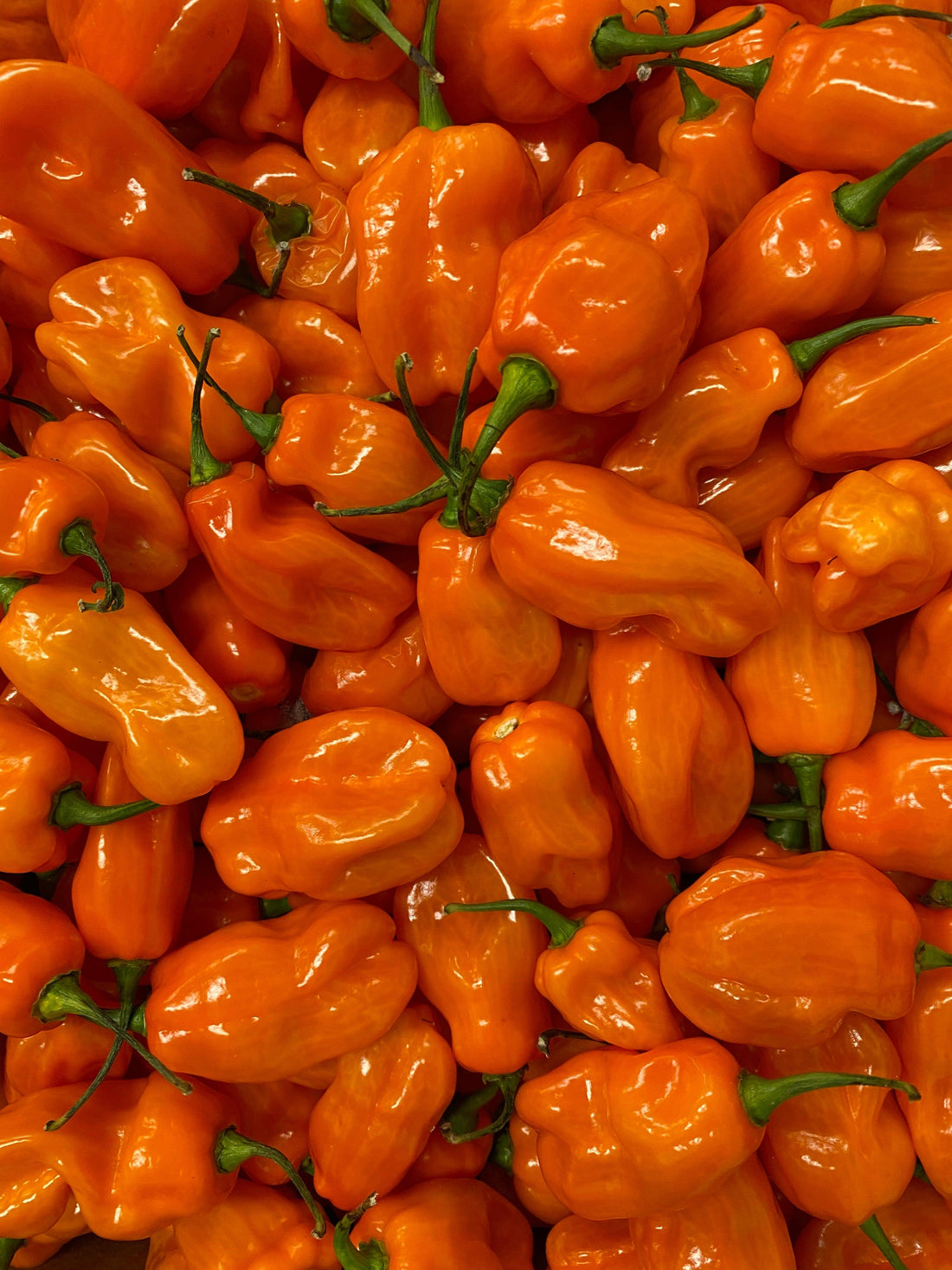Limited Edition Orange Habanero Chilli Jam- Super Hot - Single Variety Co
